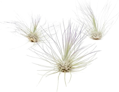 Purple Colorful Tillandsia Air Plants - Long Lasting Color Enhanced Live Tillandsia Succulent House Plants - Home and Garden Decor - Easy Care Indoor and Outdoor (Argentea Thin, Single)