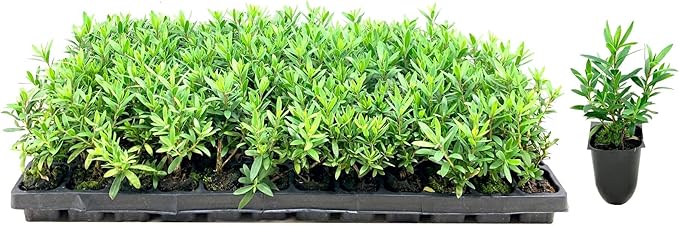 Little John Dwarf Bottlebrush | 40 Live Plants | Callistemon | Compact Blooming Shrub | Attracts Hummingbirds and Butterflies