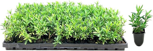 Little John Dwarf Bottlebrush | 40 Live Plants | Callistemon | Compact Blooming Shrub | Attracts Hummingbirds and Butterflies