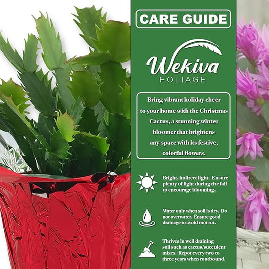 Christmas Cactus Variety 3pack - 3 Live Starter Plants - Schlumbergera Bridgesii - Growers Choice Beautiful Colorful Tropical Indoor Succulent