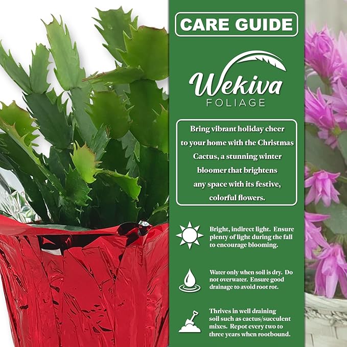 White Christmas Cactus - Live Starter Plants - Schlumbergera Bridgesii - Beautiful Colorful Tropical Indoor Succulent
