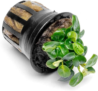 SubstrateSource Anubias Live Aquarium Plants - Potted Freshwater Plant for Fish Tanks, Terrariums - Beginner Friendly Low Light (Stardust Mini, 1 Pot)