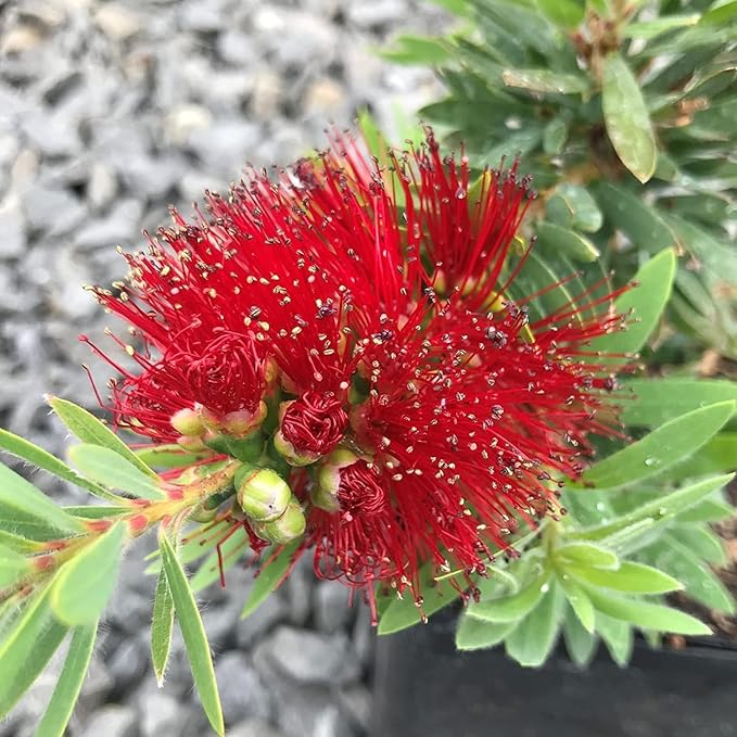 Little John Dwarf Bottlebrush | 30 Live Plants | Callistemon | Compact Blooming Shrub | Attracts Hummingbirds and Butterflies