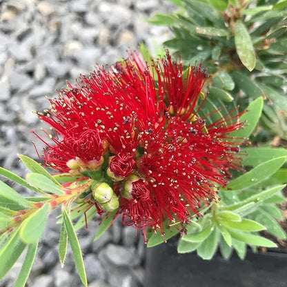 Little John Dwarf Bottlebrush | 30 Live Plants | Callistemon | Compact Blooming Shrub | Attracts Hummingbirds and Butterflies