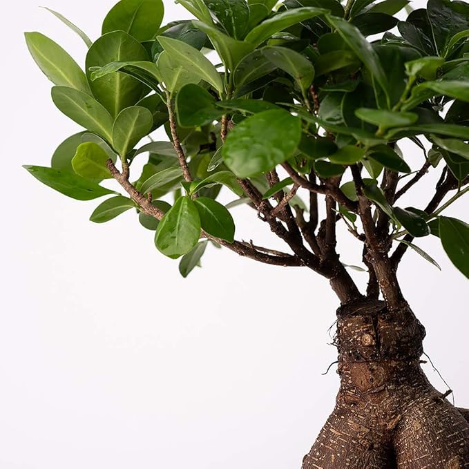 American Plant Exchange Ficus Ginseng Microcarpa – 6-Inch with Pot – Live Easy Care Bonsai Tree, Air Purifying Indoor Plant for Home, Office, or Zen Décor