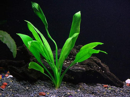 Potted Live Aquarium Plants | Freshwater Aquatic Plants for Aquariums (Amazon Sword, 3 Pack)