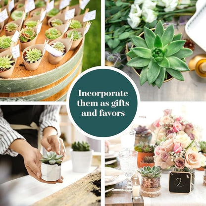 Shop Succulents Rosette Succulent Plant Pack Collection - Live Mini Succulent Plants, Low Maintenance, Floral Shaped Mix of Colors & Textures - Wedding and Party Favors, Gift & Garden, Pack of 64