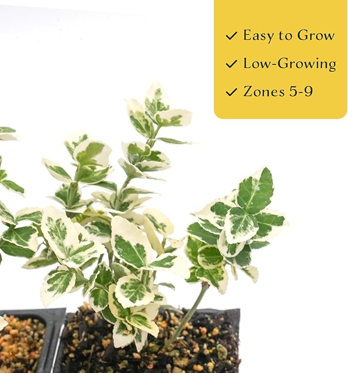 2 Emerald Gaiety Euonymus in 3.5" Nursery Cubes | Euonymus fortunei ‘Emerald Gaiety’ | Live Plants | Variegated Evergreen Shrub for Borders, Groundcover & Containers