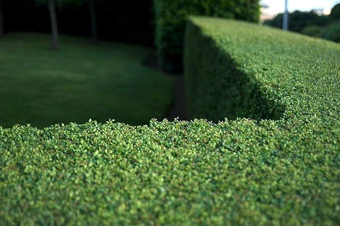 Dwarf Yaupon Holly | Ilex Schilling Stokes Vomitoria | 3 Live Plants | Drought Tolerant Low Maintenance Evergreen Hedge