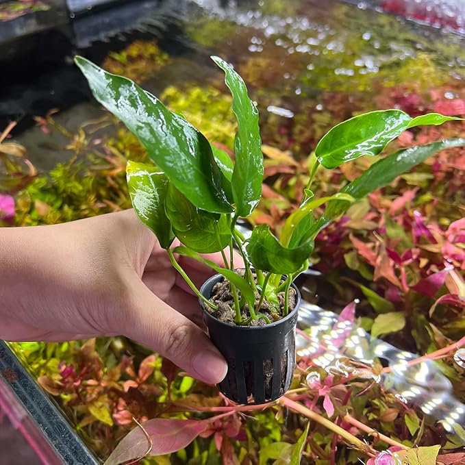 SubstrateSource Anubias Live Aquarium Plants - Potted Freshwater Plant for Fish Tanks, Terrariums - Beginner Friendly Low Light (Short and Sharp, 1 Pot)
