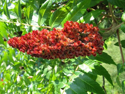 Staghorn Sumac Seeds (Rhus typhina) 100 Seeds (1 Grams)