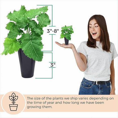 BlackBerry Plant Freedom-Ark (4 Pack) | Live Fruit Plant for Planting | Thornless & High-Yielding Variety | Large, Sweet & Juicy Berries | Perfect for Fresh Eating & Organic Gardens | Easy to Grow