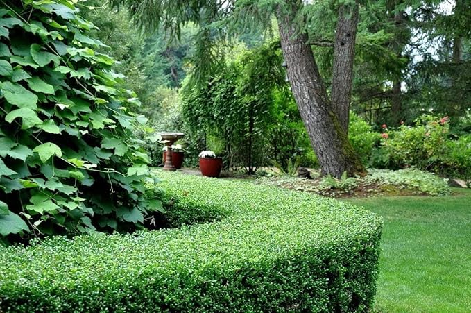 Dwarf Yaupon Holly | Ilex Schilling Stokes Vomitoria | 30 Live Plants | Drought Tolerant Low Maintenance Evergreen Hedge