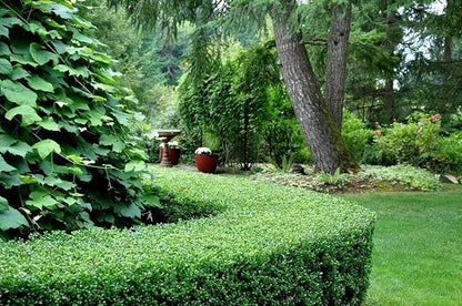Dwarf Yaupon Holly | Ilex Schilling Stokes Vomitoria | 3 Live Plants | Drought Tolerant Low Maintenance Evergreen Hedge