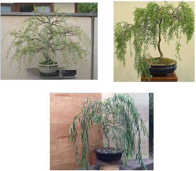 Ultimate Willow Bonsai Bundle - 9 Types of Exotic Willow to Grow as Bonsai