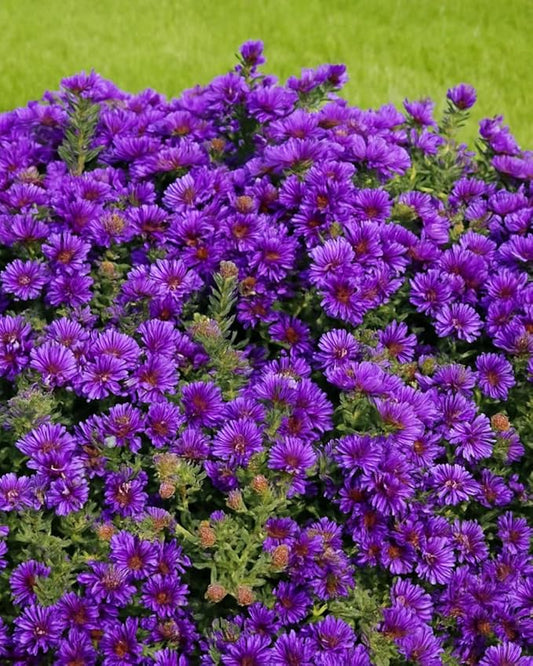 Perennial Farm Aster Novae-Angliae 'Grape Crush' (New England Aster) – Live Perennial in #1 Container, Deep Purple Blooms, Upright Habit, Pollinator Friendly, Great for Borders & Meadow Gardens
