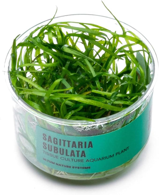 Ultum Nature Systems Sagittaria Subulata Tissue Culture Live Plant for Aquarium, Aquascape, Freshwater Fish Tanks - 100% Snail Free in Vitro