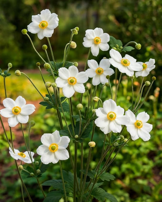 Perennial Farm Anemone x Hybrida 'Honorine Jobert' – Live Windflower in #1 Container, Elegant White Blooms with Yellow Centers, Long Blooming, Deer Resistant, Great for Shade & Pollinator Gardens