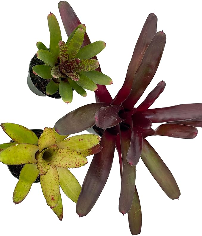 Neoregelia Vase Plant Collection - Bromeliad - 3 Plants in 4" Pots