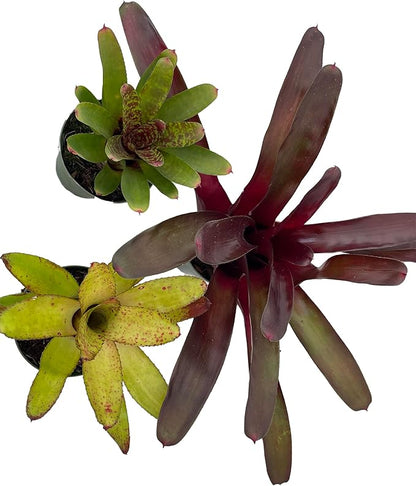 Neoregelia Vase Plant Collection - Bromeliad - 3 Plants in 4" Pots