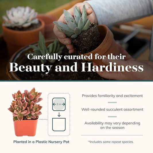 Shop Succulents Endless Summer Succulent Pack Collection - Live Mini Succulent Plants, Low Maintenance, Colors & Textures - Wedding and Party Favors, Gift & Garden, Pack of 100