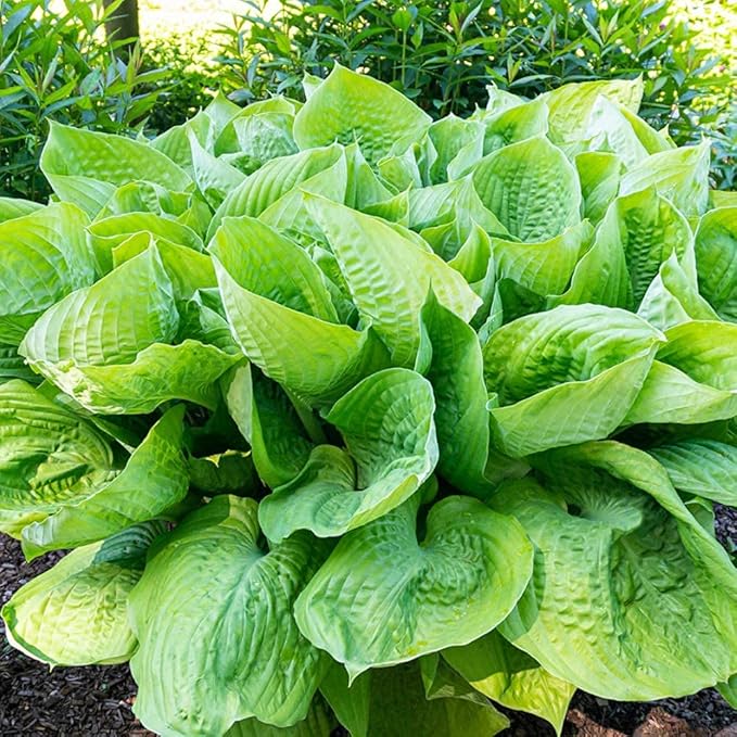 3 Big & Giant Hosta Perennial Mix, Blue-Green and Yellow-Green Masssive Large Leaves | Perfect for Trim, Shade, Flower and Landscaper Gardens Attract Butterflies and Pollinatiors