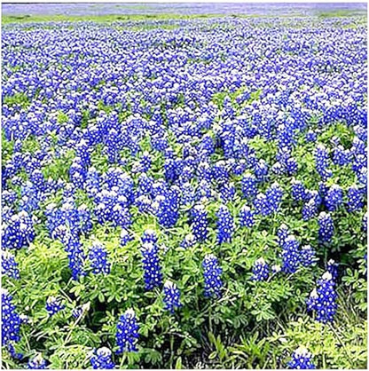 Texas & Oklahoma Wildflower Seeds Mix - Native Annuals, Perennials and Texas Bluebonnets. Non GMO Seeds.
