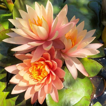Mainam Orange Nymphaea Colorado Live Aquarium Plant Hardy Water Lilies Tuber for Freshwater Fish Pond Balcony