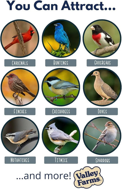 Valley Farms Safflower Seed Wild Bird Food (4 LB) Birdseed for Outside Feeders to Attract Cardinals, Titmice & Grosbeaks