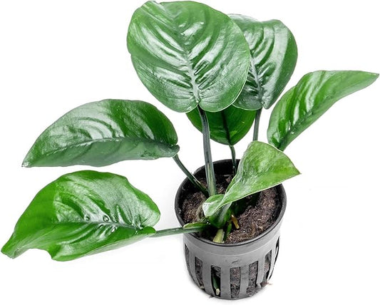 SubstrateSource Anubias Live Aquarium Plants - Potted Freshwater Plant for Fish Tanks, Terrariums - Beginner Friendly Low Light (Barteri Butterfly, 1 Pot)