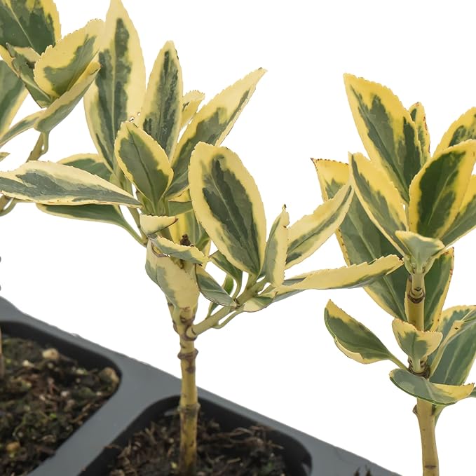 3 Silver King Euonymus, Live Plants – Euonymus Japonica – Hardy Variegated Evergreen Shrub in 2.5” Nursery Cubes – Low-Maintenance & Highly Adaptable for Landscaping