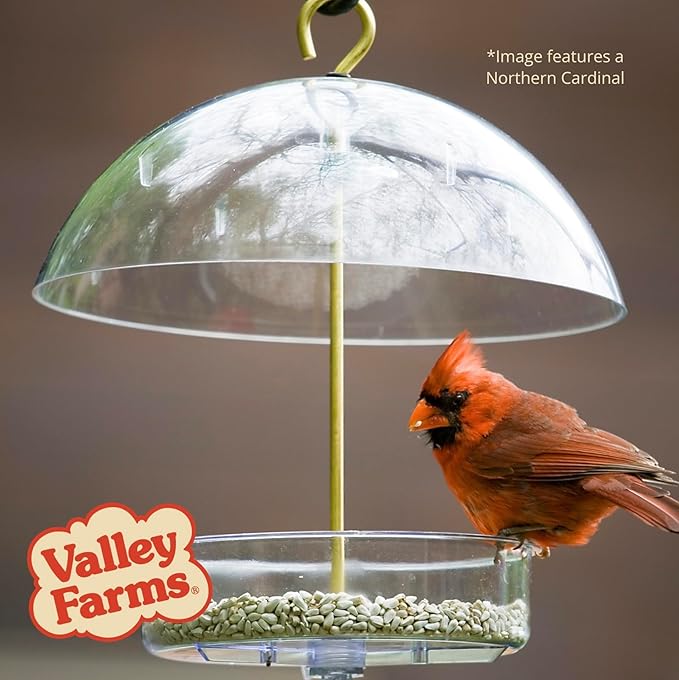 Valley Farms Safflower Seed Wild Bird Food (4 LB) Birdseed for Outside Feeders to Attract Cardinals, Titmice & Grosbeaks
