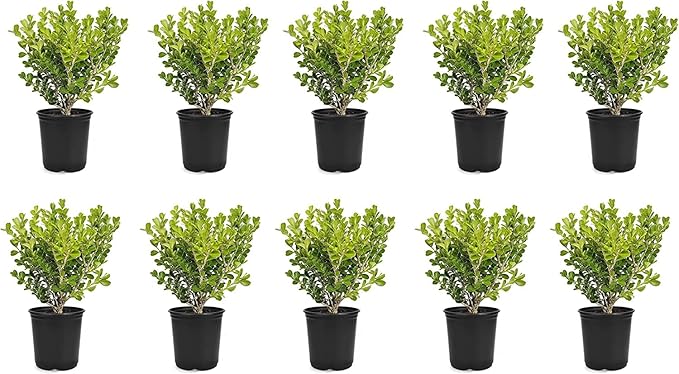 Japanese Boxwood | 10 Live 4 Inch Pots | Buxus Microphylla | Formal Evergreen Low Maintenance Hedge