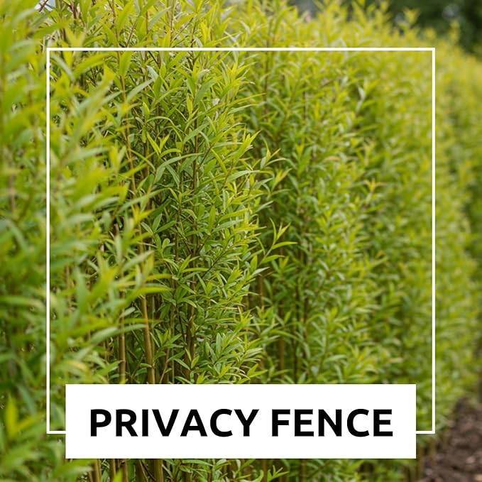 100 Hybrid Willow Trees - Fast Privacy Trees or Shade - Space 1-2 Feet Apart - Austree Willow Grow 6-10 Feet Per Year - Privacy Hedge