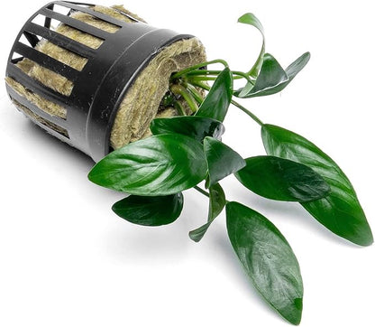 SubstrateSource Anubias Live Aquarium Plants - Potted Freshwater Plant for Fish Tanks, Terrariums - Beginner Friendly Low Light (Congensis Mini, 1 Pot)