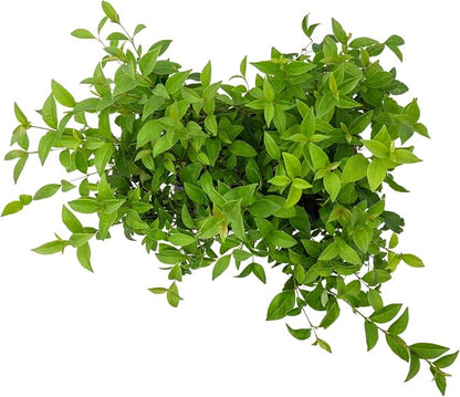 12 Japanese Privet in 2.5" Nursery Cubes | Ligustrum japonicum | Evergreen Shrub for Hedges, Screens & Borders | Ready-to-Plant & Easy-to-Grow Outdoor Live Starter Plants