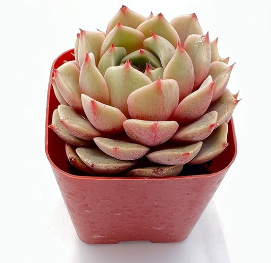 Sprout N Green Echeveria Ben Badis, 1 Live Mini Succulent Plant Fully Rooted in 2 inch Starter Pot, Real House for Indoor Outdoor Home Office Wedding Decoration Party Favor