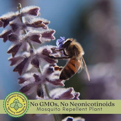 Clovers Garden Russian Sage Plants – Two (2) Live Plants – Non-GMO - Not Seeds - Each 4" to 8" Tall – in 4" Inch Pots – Hardy Flowering Perennial, Pollinator Favorite