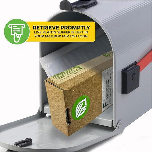 Live Carnivorous Pitcher Plant - Sarracenia - Wellspring Gardens Starter Plant (Barba Green)