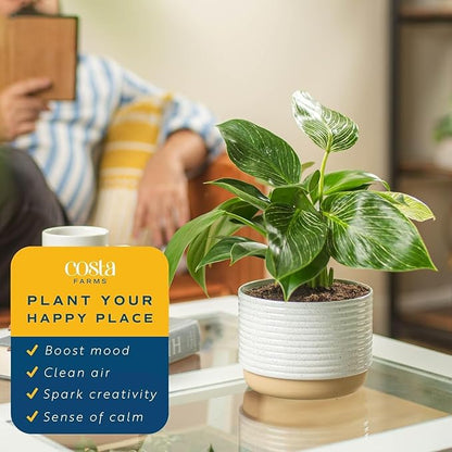 Costa Farms Philodendron Live Plant in Decorative Pot, Air Purifying Indoor Houseplant, Assorted Variety, Home, Room, or Office Decor, House Warming or Birthday Gift, 12-18 Inches Tall