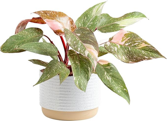 Costa Farms Pink Princess Philodendron, Live Indoor Plant, Rare Unique Houseplant Potted in Indoors Garden Plant Pot, Living Room Home Decor, Trending Tropicals Collection, 1 Foot Tall