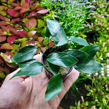 SubstrateSource Anubias Live Aquarium Plants - Potted Freshwater Plant for Fish Tanks, Terrariums - Beginner Friendly Low Light (Congensis Mini, 1 Pot)