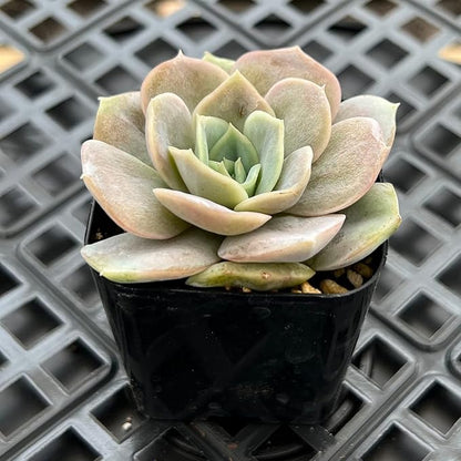Sprout N Green Echeveria Blue Surprise, Mini Live Succulent Fully Rooted in 2 inch Starter Pot with Soil Mix, House Plant for Indoor Outdoor Home Office Wedding Decoration Party Favor