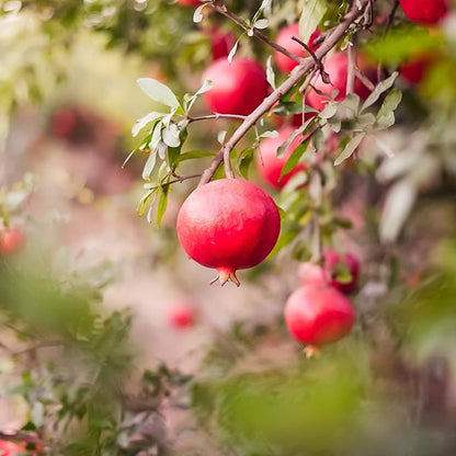 Wonderful Pomegranate 2 Gallon