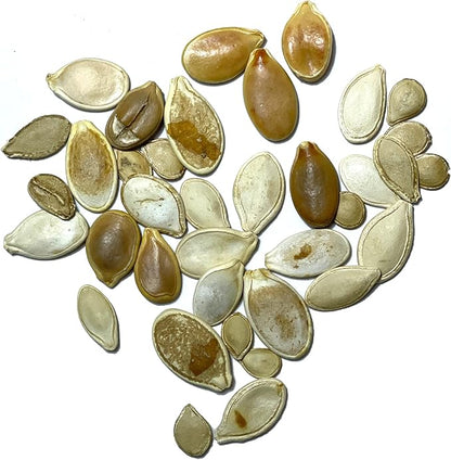 Seed Needs Spooky Blend Pumpkin Seeds - 30 Heirloom Seeds for Planting (Lumina White, Jack O Lantern, Baby Boo, Blue Jarrahdale, Cinderella & More!) Non-GMO & Untreated (1 Small Pack)