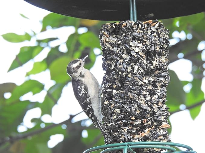 JCs Wildlife Wild Bird Blend Premium Bird Seed Small Cylinder with Hole, 1.5 lb (12 Cylinder)