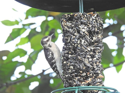 JCs Wildlife Wild Bird Blend Premium Bird Seed Small Cylinde with holer, 1.5 lb (2 Cylinder)