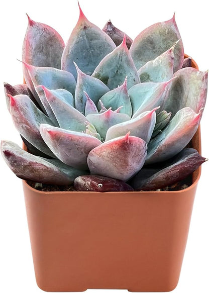 Sprout N Green Echeveria Colorata x Laui, Rare Live Succulent Plant Fully Rooted in 2" Planter with Soil, Home Office Indoor Outdoor Wedding Decoration DIY Projects Party Favor