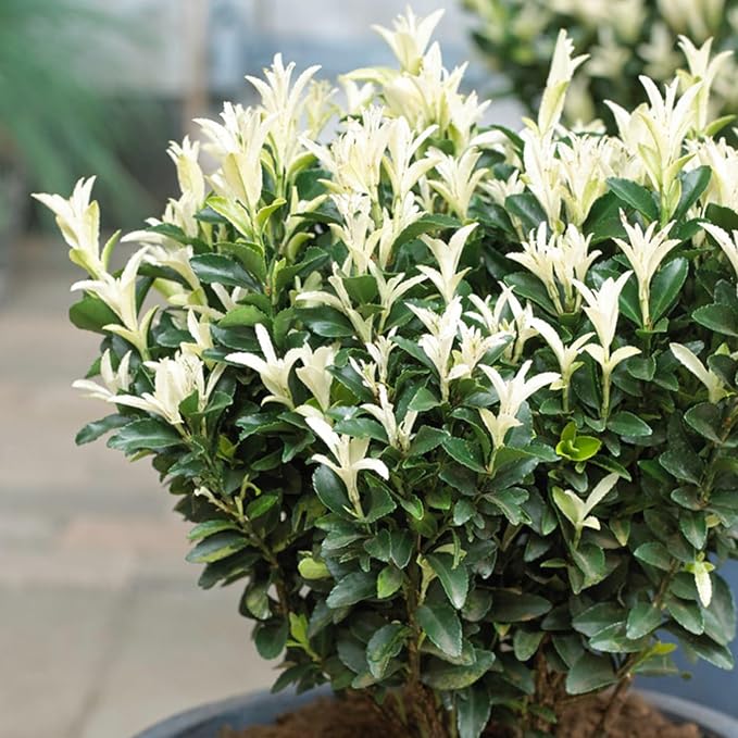 Easy to Grow Euonymus Paloma Blanca - 2 Potted Plants in Grower Pots, Low-Maintenance Shrub Hedge