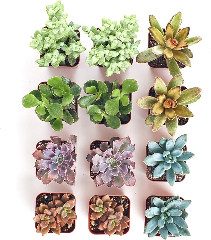 Shop Succulents Assorted Succulent Plant Pack Collection - Live Mini Succulent Plants, Low Maintenance, Mixture of Colors & Textures - Wedding and Party Favors, Gift & Garden, Pack of 12